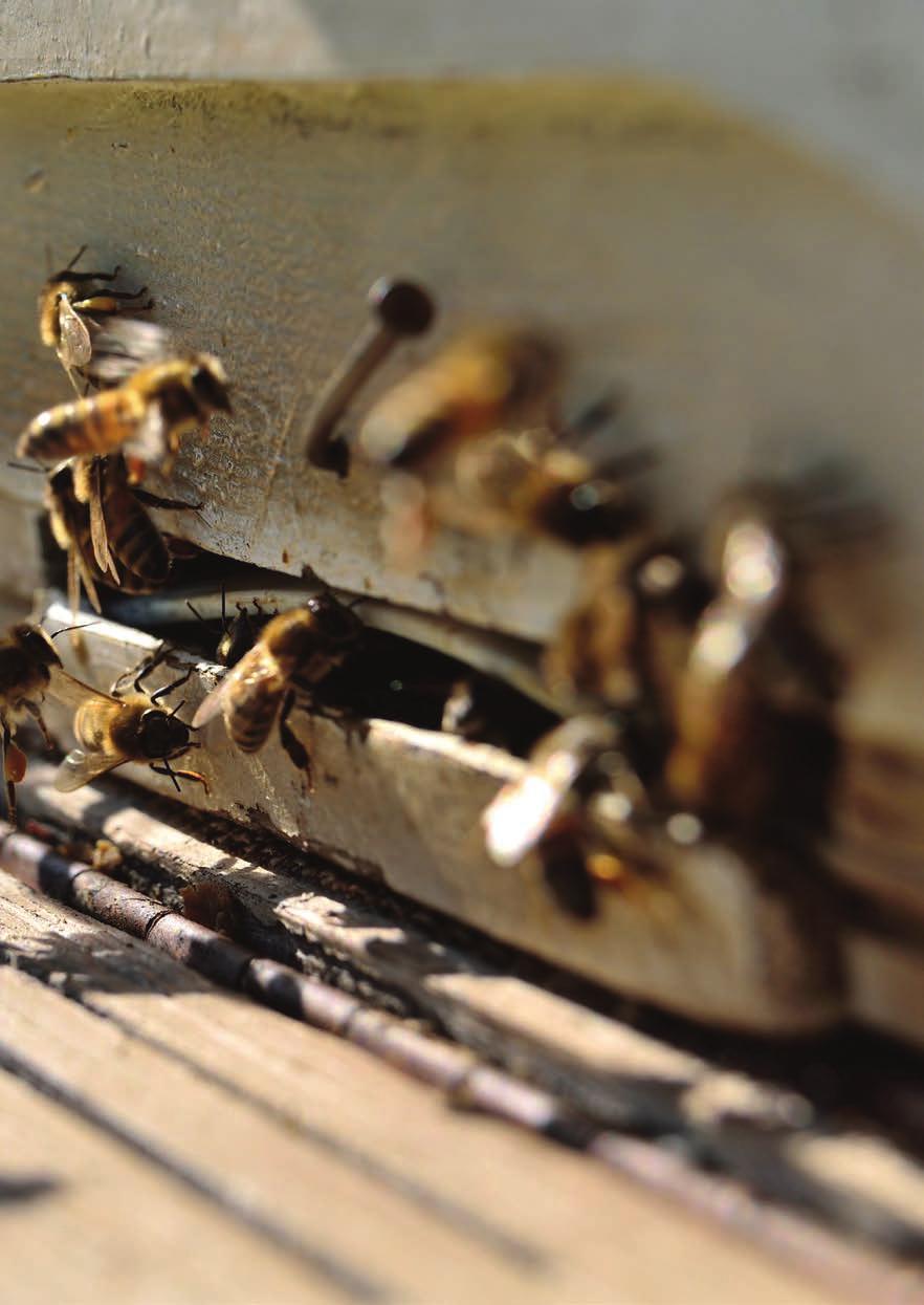 2 Die Varroa-Milbe 3 EINLEITUNG Honigbienen kleine Insekten, große Leistung 5 Varroose: der Befall von Bienenvölkern 6 Verbreitung der Varroa-Milbe 8 DIE BIOLOGIE DES PARASITEN 11 Die Fortpflanzung