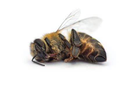 DIE BEDEUTENDSTEN VIREN BEI HONIGBIENEN 23 Virus Abkürzung Symptome und Merkmale Flügeldeformationsvirus DWV DWV ist weit verbreitet und tritt bei Bienen in allen Entwicklungsstadien auf.