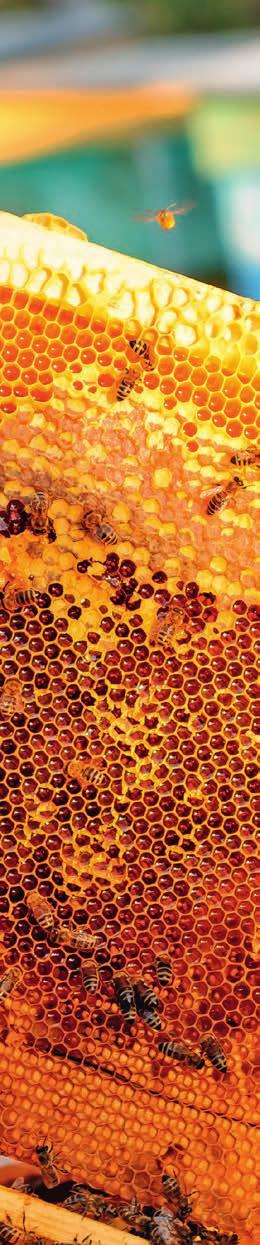 Vor allem im Spätsommer besteht ihre wichtigste Arbeit darin, den Befall im Bienenstock einzudämmen, um die Winterbienen vor der Varroa-Milbe und den tödlichen Viren, die von den Milben übertragen