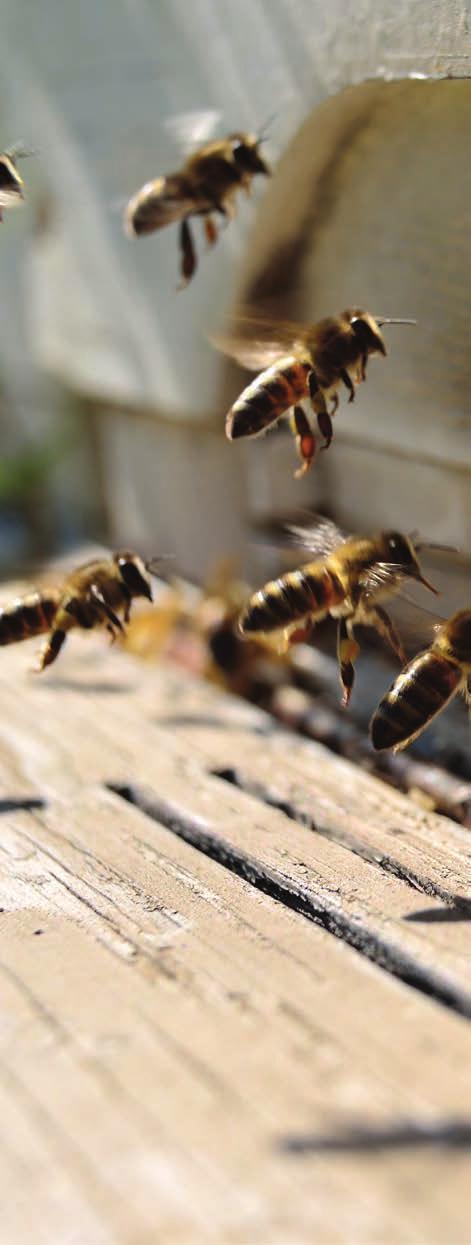 EINLEITUNG 3 Honigbienen kleine Insekten, große Leistung Große Aufgaben für kleine Insekten: Die Arbeit von Honigbienen ist für uns Menschen immens wichtig.