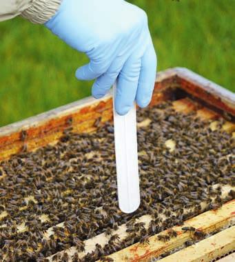DIE BEKÄMPFUNG DER VARROA-MILBE 31 Coumaphos Auch Behandlungsmittel mit dem Wirkstoff Coumaphos werden über das Einhängen eines Kunststoffstreifens zwischen den Rahmen im Bienenstock verbreitet.