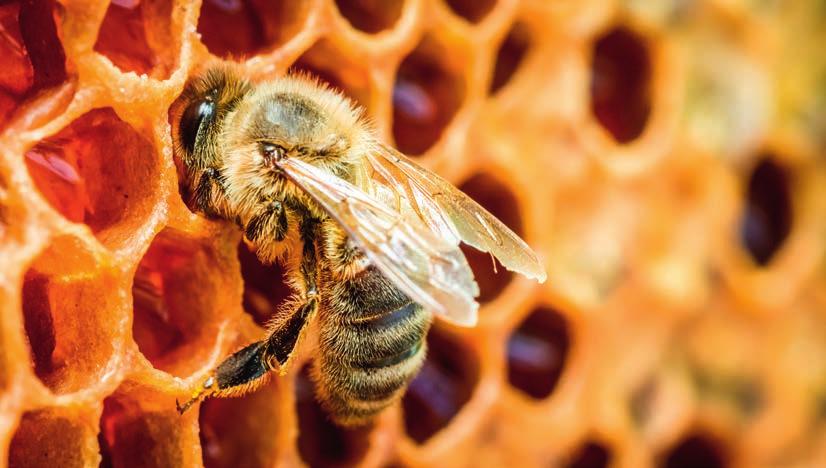 36 Die Varroa-Milbe AUSBLICK Aktuelle Forschung Züchtung Varroa-resistenter Bienenpopulationen Eine langfristige Lösung für das Milbenproblem könnte die Züchtung Varroaresistenter Bienenpopulationen