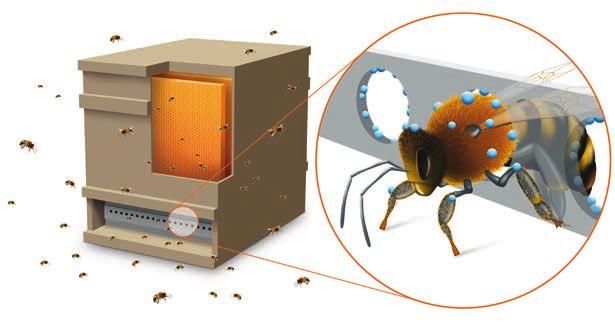 38 Die Varroa-Milbe Varroa-Gate- Technologie Ein weiterer möglicher Ansatz ist die Varroa-Gate-Technologie, bei der die Varroa- Milbe am Einflugloch des Stocks bekämpft wird.