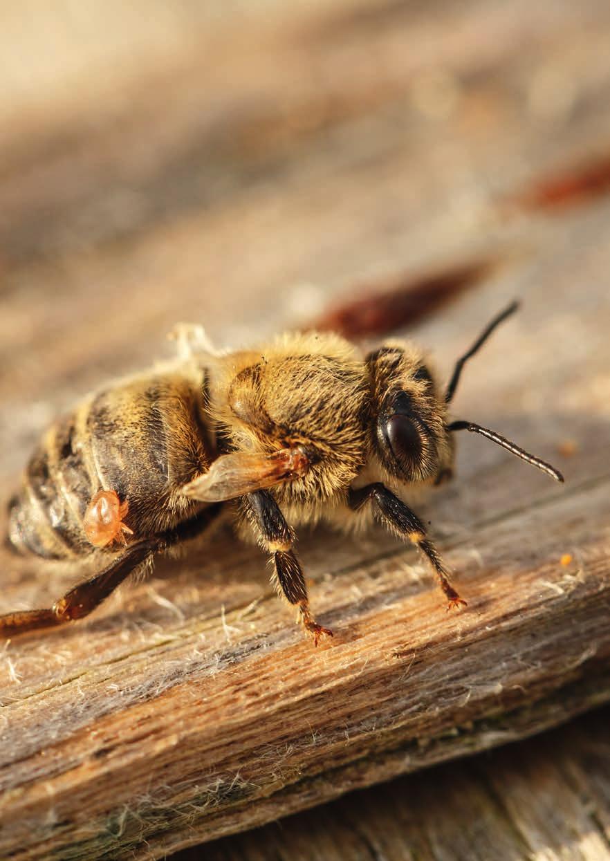 4 Die Varroa-Milbe Adulte Biene mit