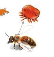 EINLEITUNG 7 Milbenwanderung // Die parasitische Varroa-Milbe kommt ursprünglich aus Asien.