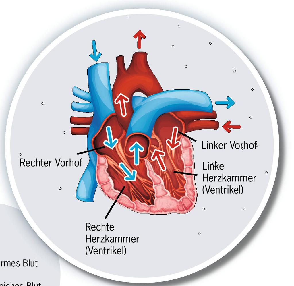 So arbeitet das Herz 1 Das sauerstoffarme Blut kehrt aus dem Körper ins Herz zurück und gelangt dort zunächst in den rechten Vorhof 1 3 3 Aus der Lunge strömt das nun