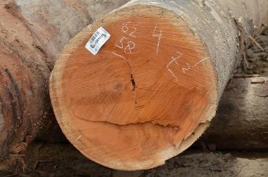 Holzhandel und Walderhaltung Fünf Jahre EUTR Thünen-Institut für internationale Waldwirtschaft und Forstökonomie Thünen-Kompetenzzentrum