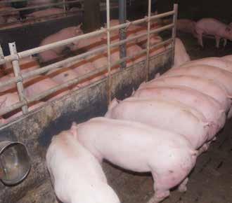 Wodurch lässt sich die Futtereffizienz beim Schwein steigern oder 13 Punkte zur Steigerung der Futtereffizienz und Senkung der Futterkosten beim Schwein Dr.