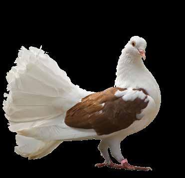 Für die Fütterung ausgewachsener Tauben mittlerer und schwerer Rassen, die keinen besonderen Ansprüchen ausgesetzt sind, eignet sich hervorragend die Ganzjahresmischung deuka Siegermischung