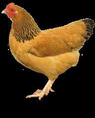 Schauvorbereitungsfütterung Hühner/Hähne: Eine optimale Jugendentwicklung ist die Grundvoraussetzung einer erfolgreichen Schaupräsentation des Junggeflügels.
