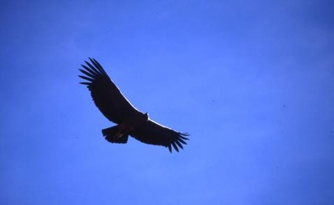 Tag 10 - Samstag Colca Canyon - Arequipa, Mittagessen Besuch des Aussichtspunkt Cruz del Condor sowie einigen Dörfern Transfer Colca Canyon Arequipa (5 Stunden) Nach einem zeitigen Frühstück fahren