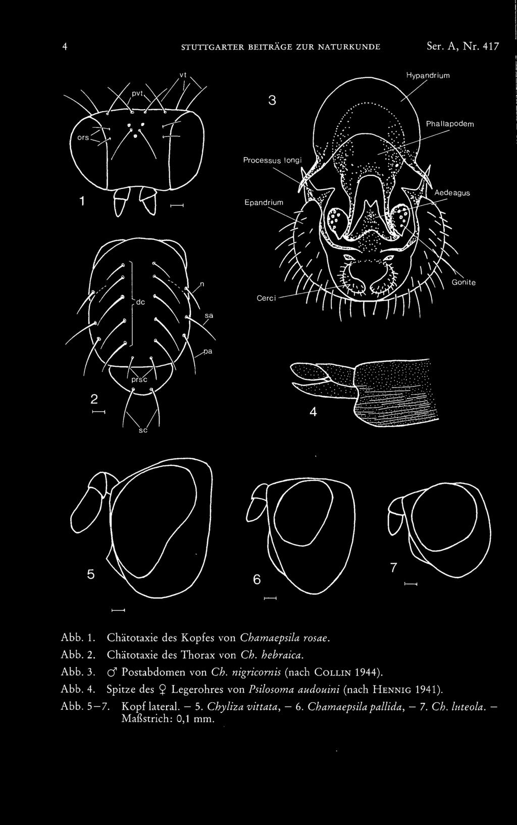 Chätotaxie des Kopfes von Chamaepsila rosae. Chätotaxie des Thorax von Ch. hehraica. Abb. 3. cf Postabdomen von Ch.