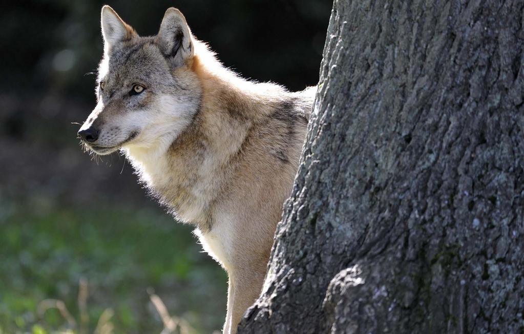 Leben und LEBEN LASSEN Der Wolf kann und wird alle für ihn günstigen Lebensräume in Bayern besiedeln, wenn wir ihn lassen.