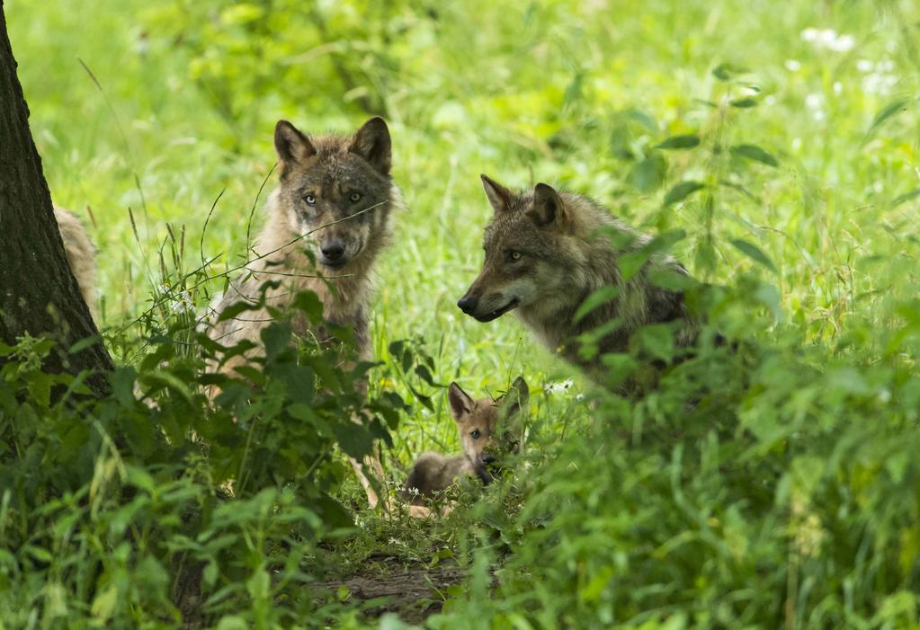 Leider wird bereits jetzt, wo sich die Wölfe in Bayern noch fast an zwei Händen abzählen lassen, nach Obergrenzen für die bayerische Wolfspopulation gerufen. Und nach wolfsfreien Zonen.