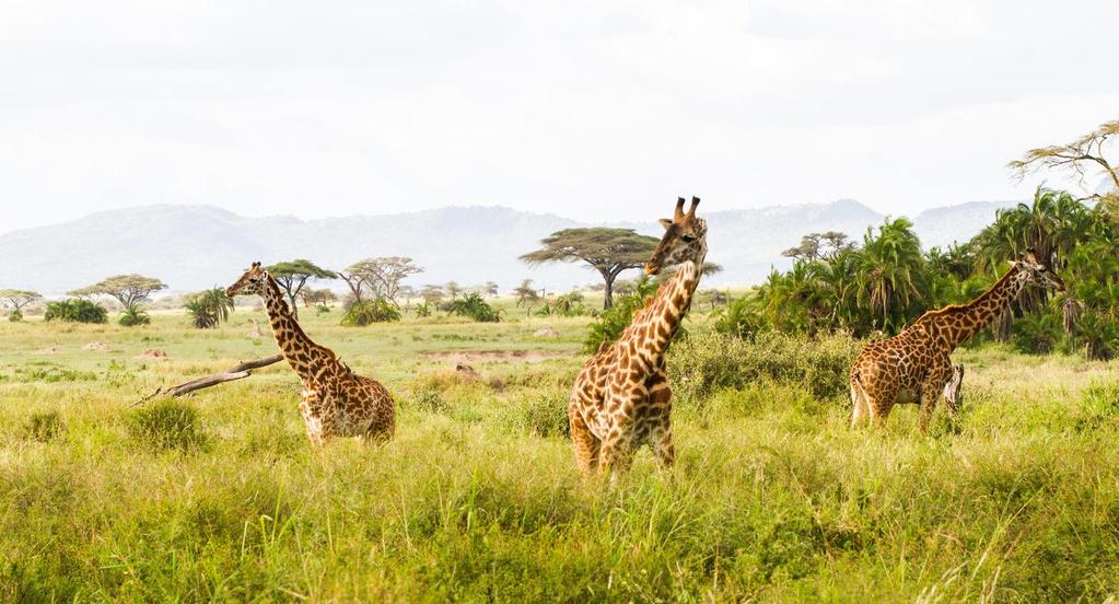 Jetzt geht's los: Eure Safari durch Tansania In den nächsten sieben Tagen reist Ihr zusammen mit Eurem Privat- Guide durch die verschiedenen Nationalparks Tansanias.