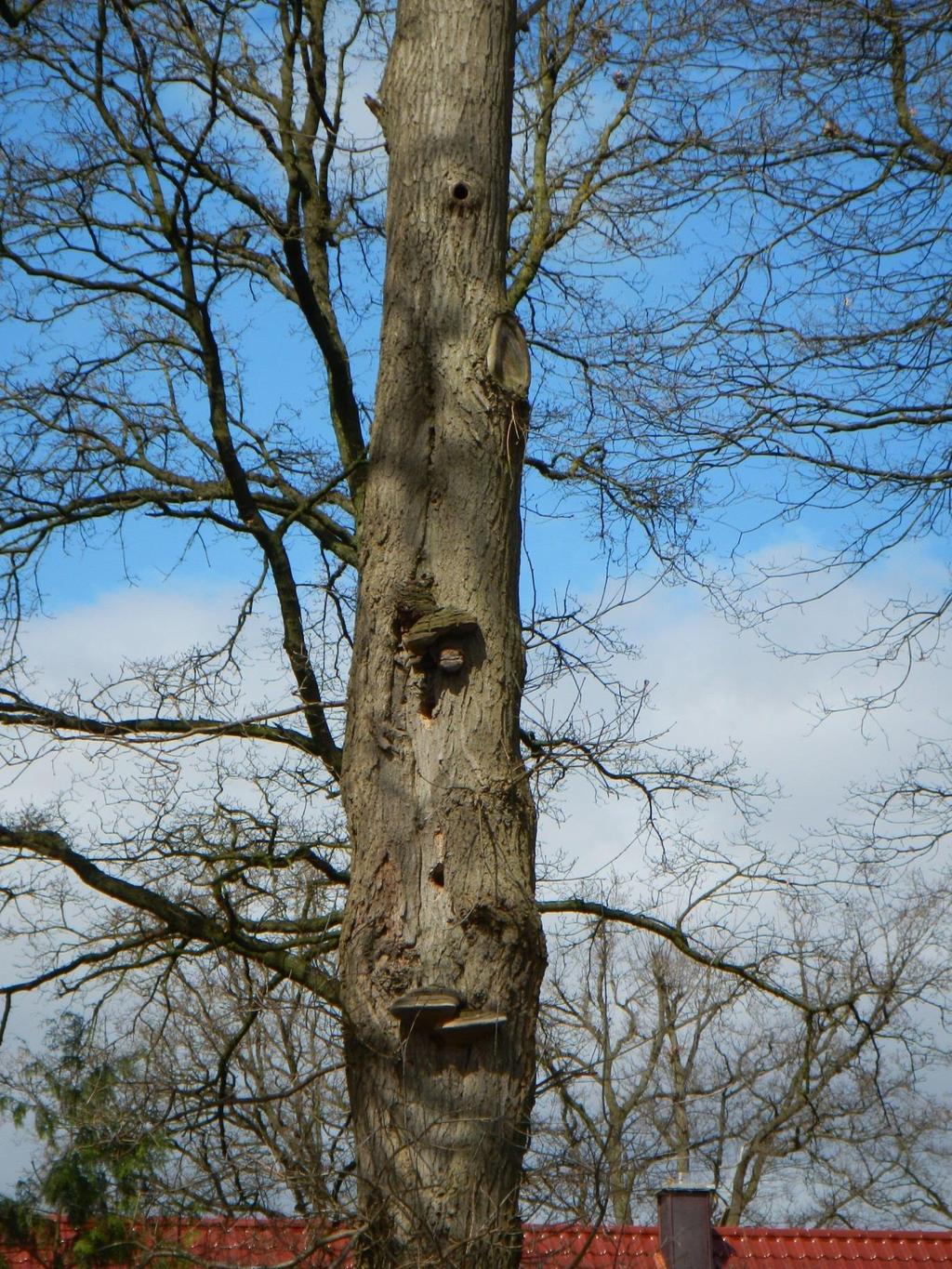 sich um eine Eiche mit etwa 50 cm BHD. Dieser Baum ist von einem parasitischen Baumpilz befallen, wodurch das Holz weicher und somit für Spechte zugänglicher wird. Abb.