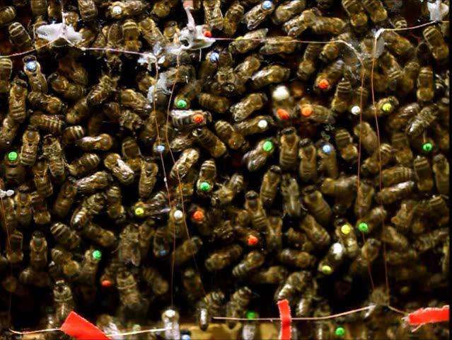 Schwänzeltanz: die tanzende Biene codiert die Richtung und Entfernung zu einer