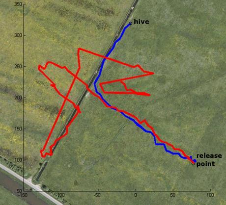 Die akute Wirkung von 3 verschiedenen Neonikotinoiden auf die Navigation homing flight m Entwässerungskanal H dressierte Route Clothianidin: 1.3 ng/tier Imidacloprid: 3.7 ng bzw. 5.