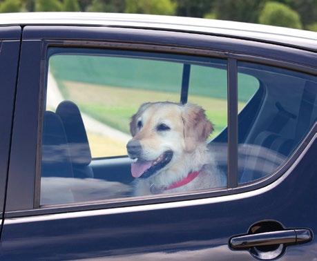 Hitzschlag Hitzschlag Wie kommt es dazu? 5 Sehr schnell möglich bei im Auto eingesperrten Hunden.