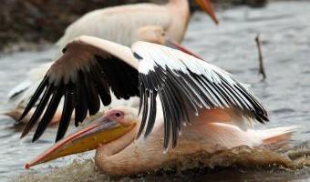 am nächsten Tag auf unsere große Kenia-Tansania Rundreise geht.