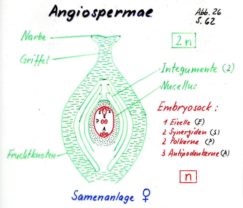 6 Angiospermae (Bedecktsamer) 6.