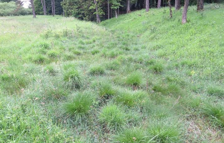 -3- An einem Quellbach des Burbaches SW NiederHersdorf findet sich der Kalksumpf SW NiederHersdorf trotz der