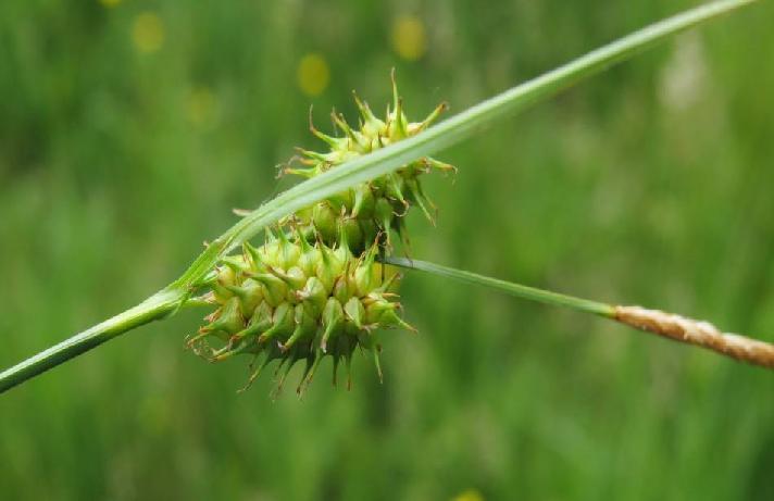 -5- Die zu den Gelb-Seggen (Carex flava agg.