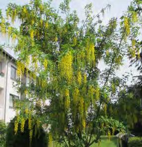 Diese Giftpflanzen dürfen nicht auf dem Spielplatz stehen Gemeine Stechpalme (Ilex aquifolium) 1-10 m hoher Strauch oder Baum,