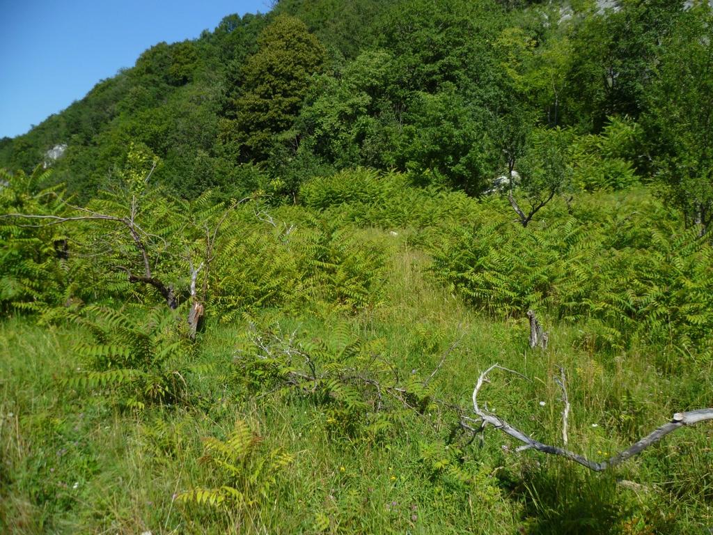 2 schaft, sowie zahlreiche Übergangsstadien anzutreffen. Die Vegetation widerspiegelt damit die grosse Trockenheit und die felsigen Bedingungen des Standortes sowie die Nähe zum Wald.