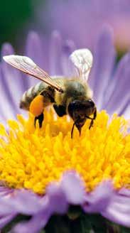 fast ganzjähriges Angebot an Nektar und Pollen für Bienen,