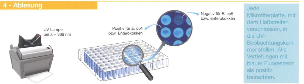 Versuch Nr. 17: von Escherichia coli mit einem Mikrotiterplattenverfahren 2. Tag (Mittwoch) Ablesung aller Vertiefungen auf hellblaue Fluoreszenz mit einer UV-Handlampe.
