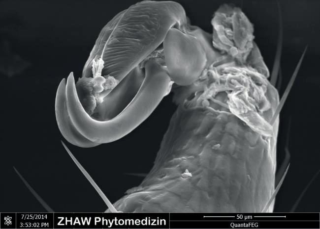 Haftorgane REM-Aufnahmen: ZHAW-Phytomedizin,
