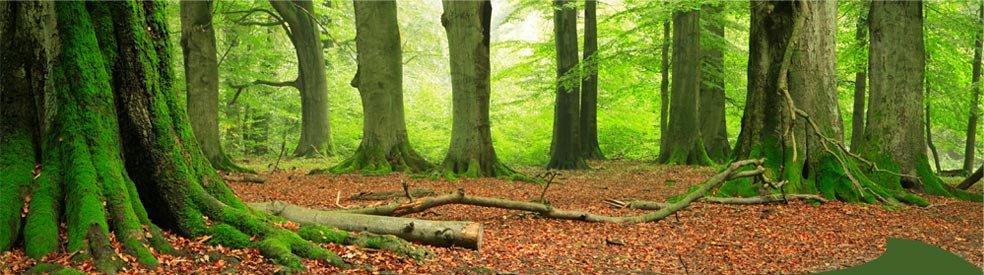 Hektar Weltnaturerbe Alte Buchenwälder Deutschlands 250000