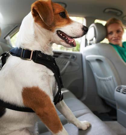 Hunde ans Autofahren gewöhnen Damit Ihr Hund die Reise entspannt übersteht, sollte er vorher ans Autofahren gewöhnt werden. Es ihm schmackhaft zu machen, ist im Normalfall nicht so schwierig.