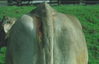 Body Condition Score und Futteraufnahme Fette Kühe fressen weniger und erreichen höchste Futteraufnahme später