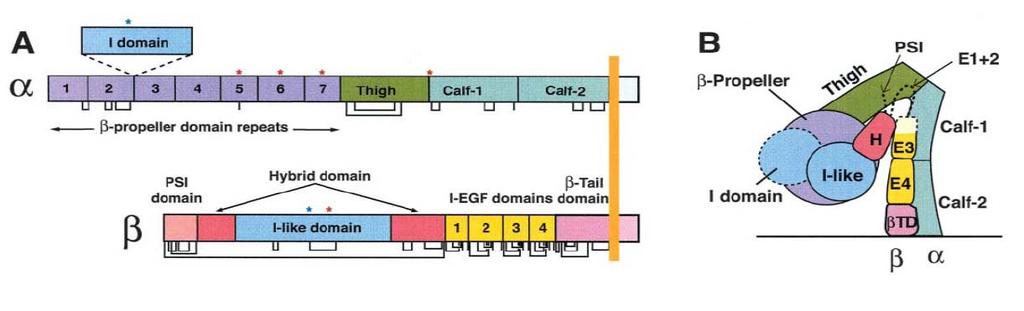 Introduction Figure 7: Integrin architecture. A) Organization of domains within the primary structure of integrin.