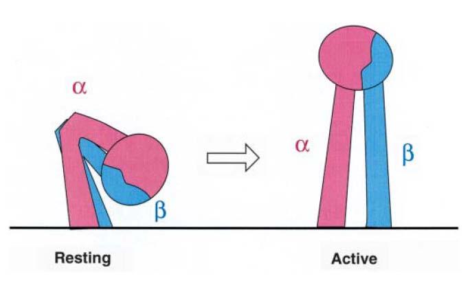 Introduction Figure 8: Model for integrin activation by global conformational change. The model of the resting integrin resembles the structure of αvβ3 observed in the crystal structure.