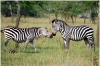 16. Tag: Fahrt zum Lake Mburo-Nationalpark Unser heutiges Ziel ist der Lake Mburo-Nationalpark, eine mit Felsen, trockenen Hängen, Savannen, Wäldern, Hügeln und Sümpfen extrem vielseitige