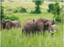 Nach der vollständigen Ausrottung des Nashornbestandes während des ugandischen Bürgerkrieges vor 20 Jahren werden die Tiere hier wieder angesiedelt. Zu Fuß brechen wir zu den seltenen Tieren auf.