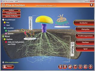 Pilze & Flechten real3d (Biologie Sek. I, Kl. 7-9) Diese Software bietet einen virtuellen Überblick über Pilze & Flechten.