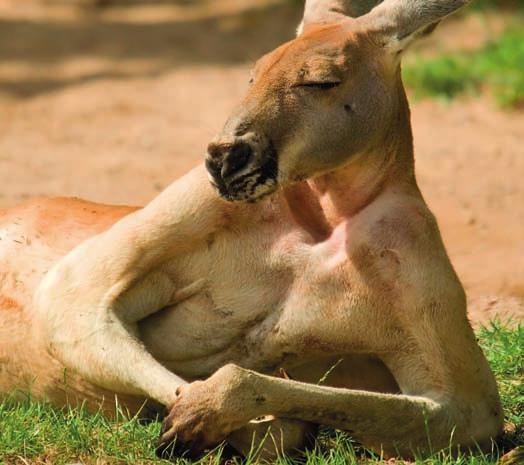 Besuch im Tierpark Hellabrunn... zum Elefantenbaby von Elefantendame Temi Veranstalter: Gemeinde Adelsried und Bonstetten Mi., 24. August 2011, 8.30 bis ca.