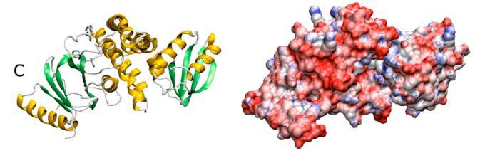hydrophiler Proteine 7.