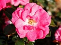 Wuchs, hohe Blattgesundheit, selbstreinigende Blüten, insektenfreundlich Rosa