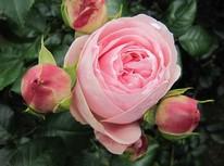 pink 250-300 cm Rosa 'Giardina'-Rstraff, verzweigt,