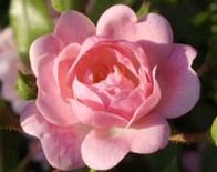 Heckenpflanzung, halbschattenverträglich reinrosa 150-180 cm Rosa 'Eden Rose