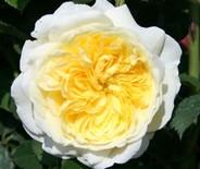 cremeweiß Rosa 'Kew Gardens'-Rgroßblütig, ungefüllt, gelbe