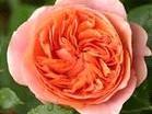 cm zartrosa-pink 80-100 cm EDELROSEN Rosa