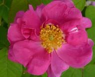 Rosa gallica 'Officinalis' -Reinmalblühend, bogig überhängend, gute Blattgesundheit,