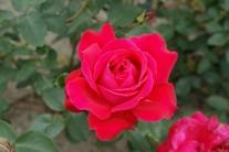 Kübelpflanzung geeignet, hitzeverträglich, lieblicher Duft cremeweiß-rot 70-120 cm Rosa