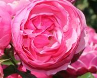 Kübelpflanzung Rosa 'Aprikola'-R- ADR dicht verzweigt, sehr resistent, leicht